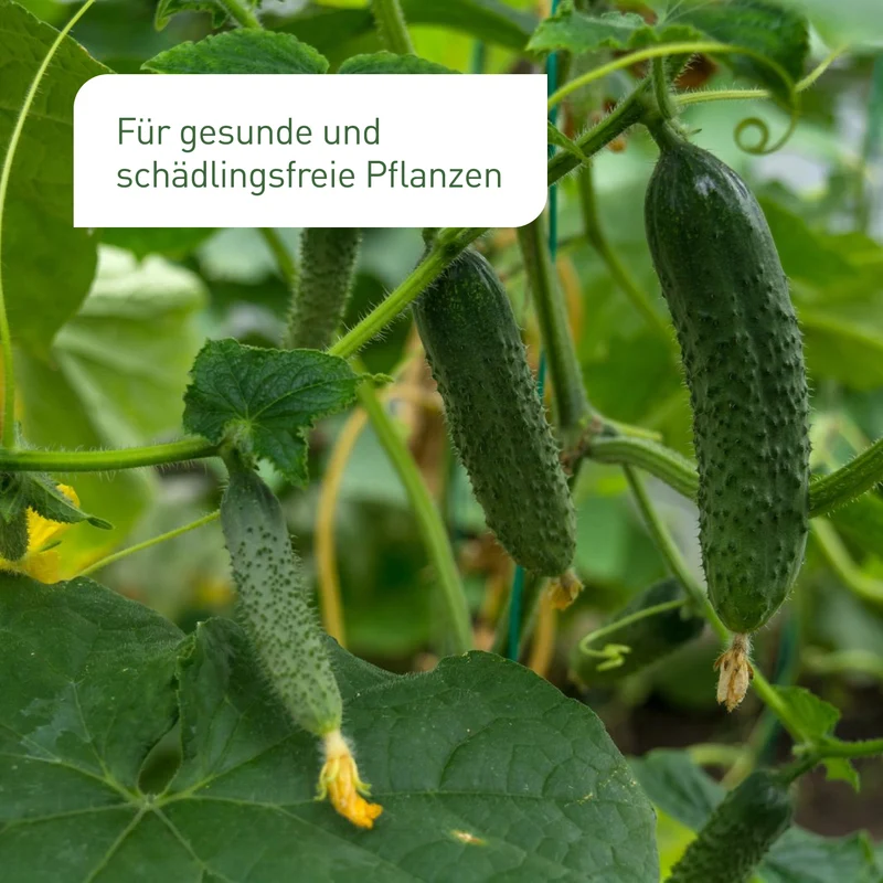 Raubmilben gegen Spinnmilben