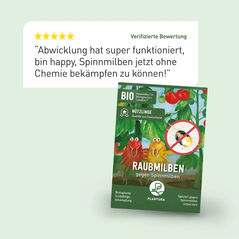 Raubmilben gegen Spinnmilben