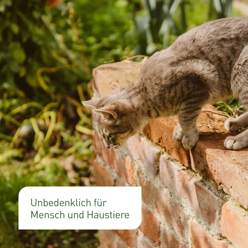 Raubmilben gegen Spinnmilben