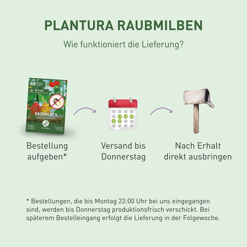 Raubmilben gegen Spinnmilben