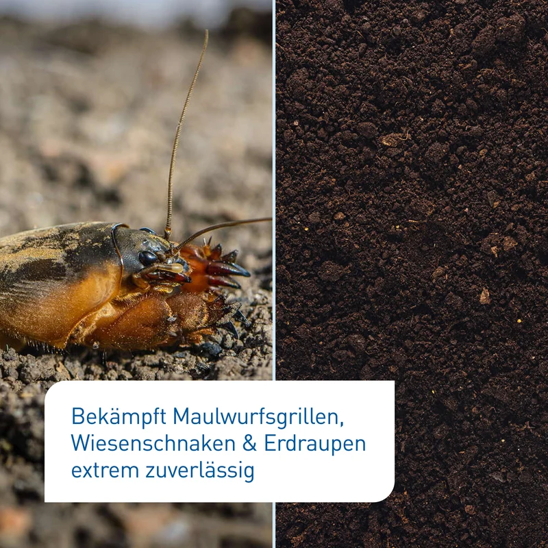 SC-Nematoden gegen Maulwurfsgrillen, Wiesenschnaken & Erdraupen