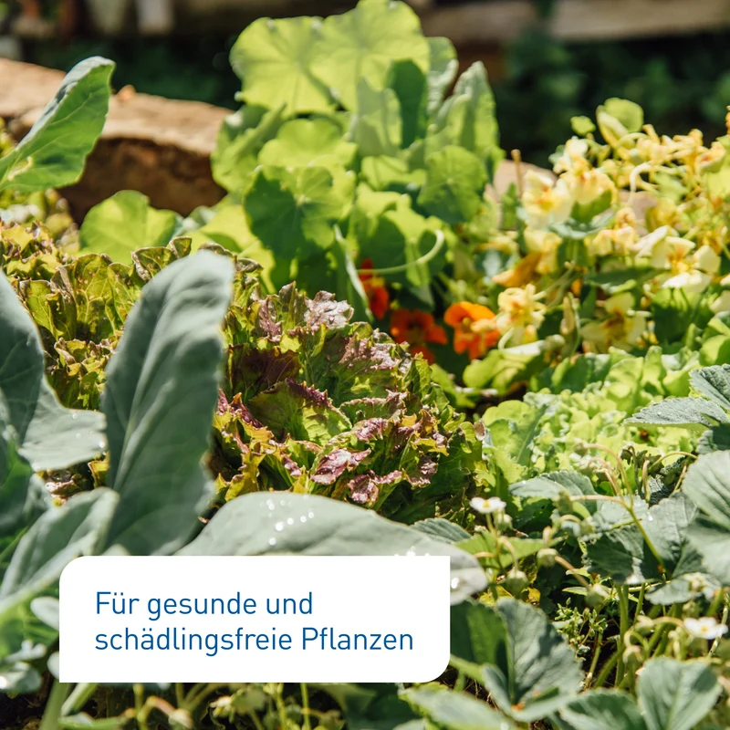 SC-Nematoden gegen Maulwurfsgrillen, Wiesenschnaken & Erdraupen