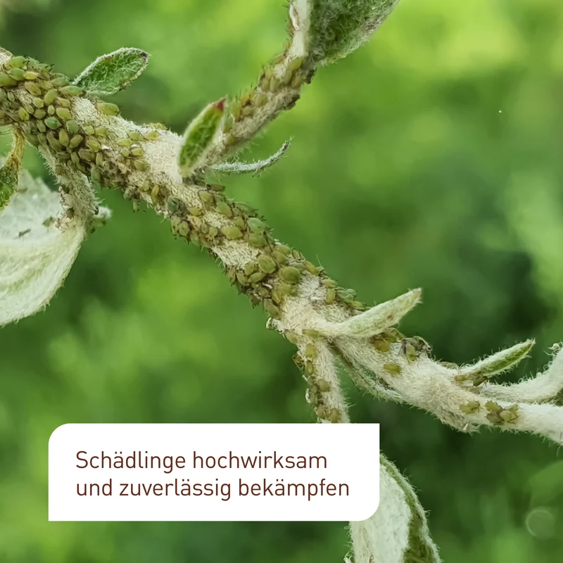 Schädlingsfrei Neem gegen Blattläuse, Kartoffelkäfer & Co.