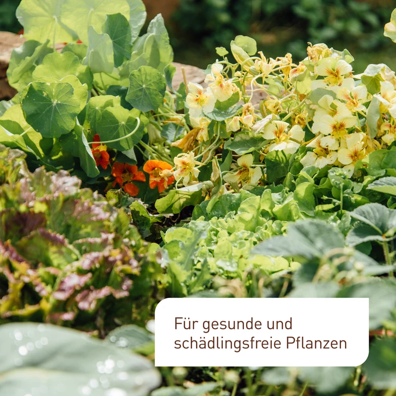 Schädlingsfrei Neem gegen Blattläuse, Kartoffelkäfer & Co.