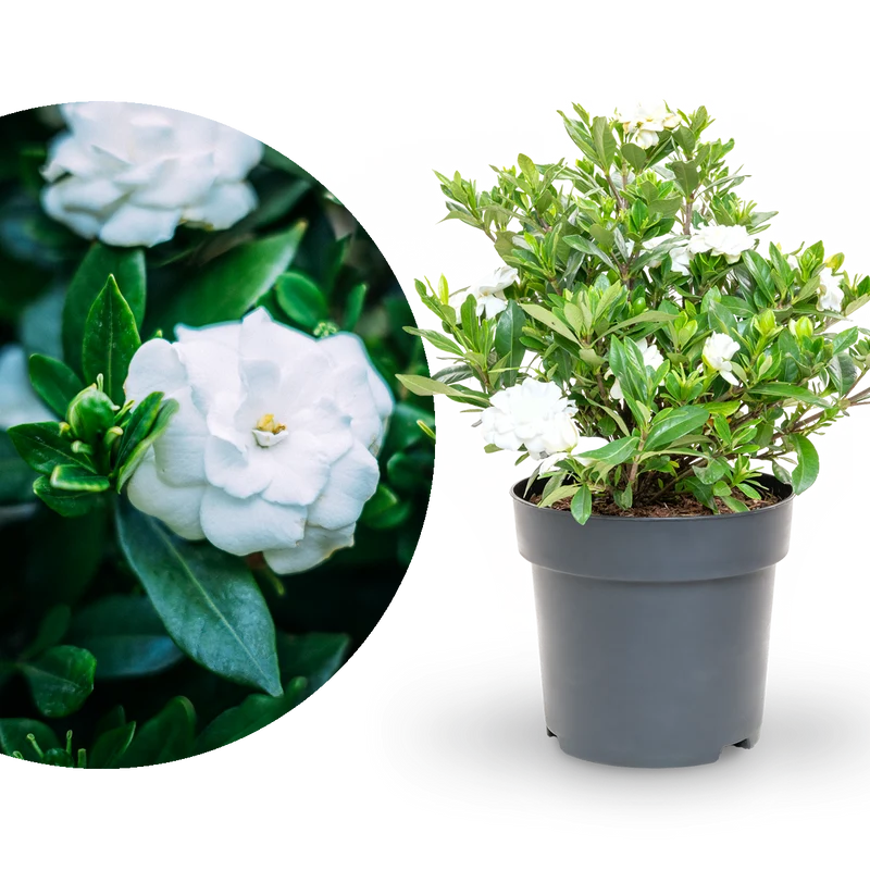 Gardenie 'Double Mint®' Weiß