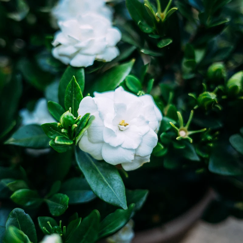 Gardenie 'Double Mint®' Weiß