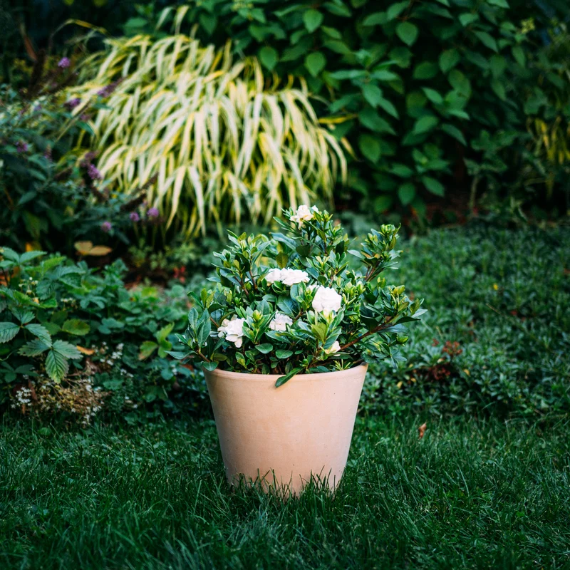Gardenie 'Double Mint®' Weiß