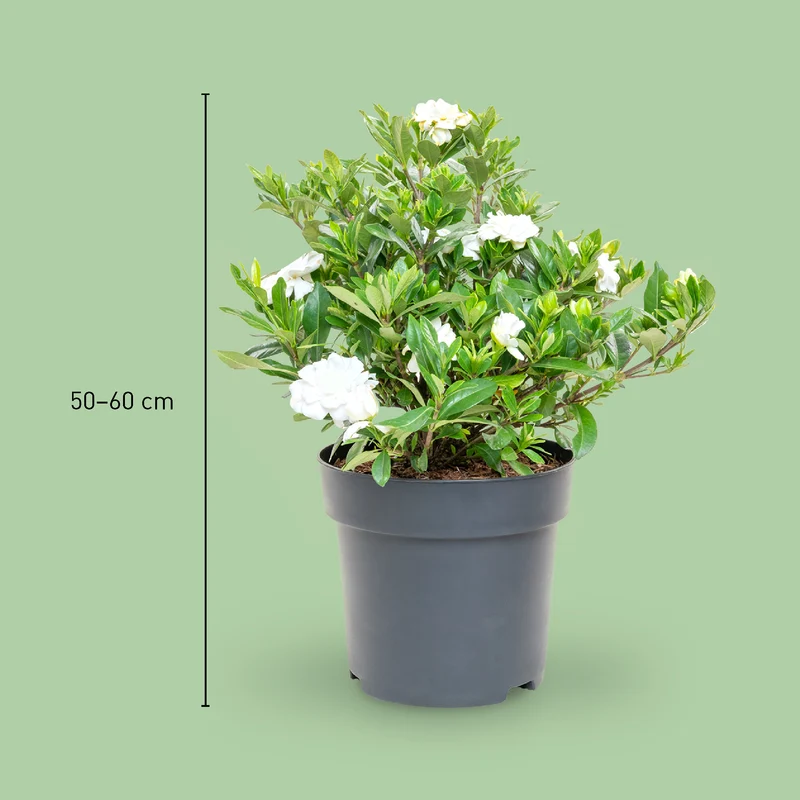 Gardenie 'Double Mint®' Weiß