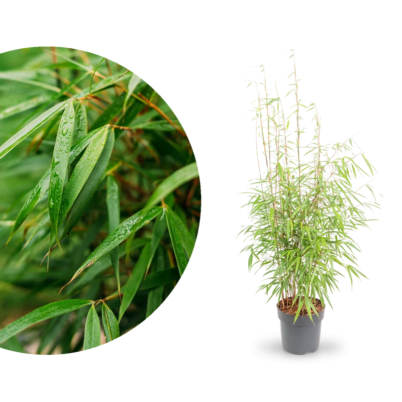 Gartenbambus 'Asian Wonder'
