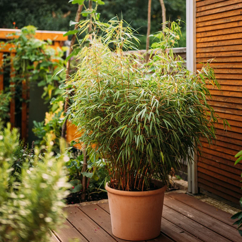 Gartenbambus 'Asian Wonder'