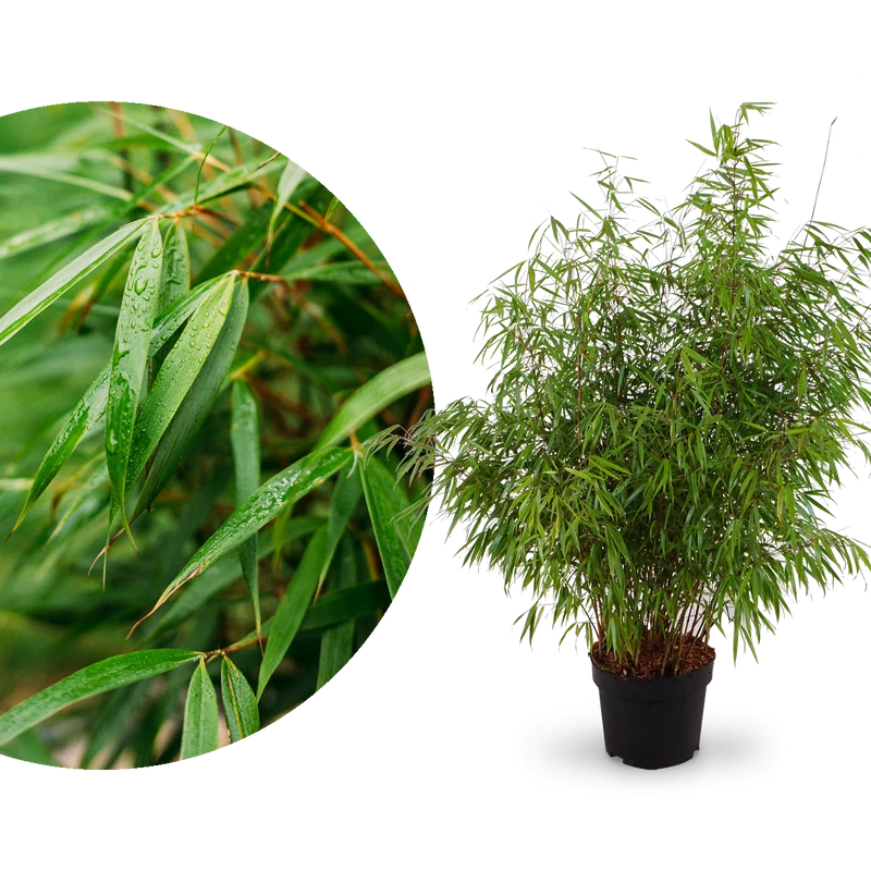 Gartenbambus 'Asian Wonder'