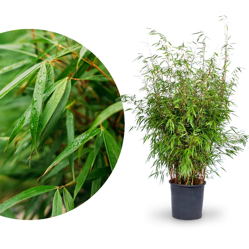 Gartenbambus 'Asian Wonder'