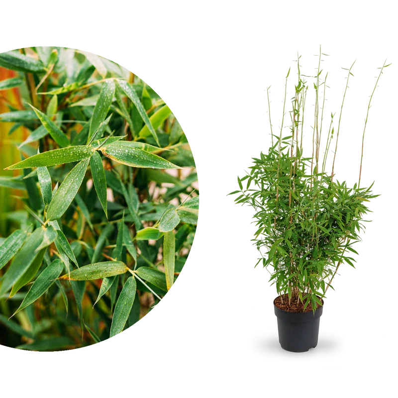Gartenbambus 'Jumbo'
