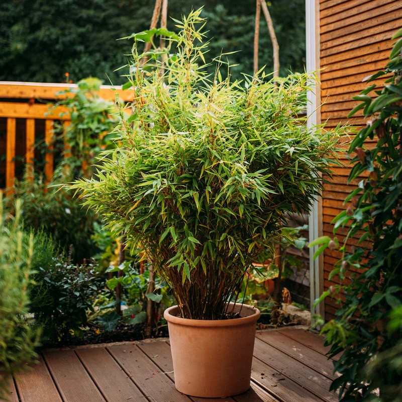 Gartenbambus 'Jumbo'