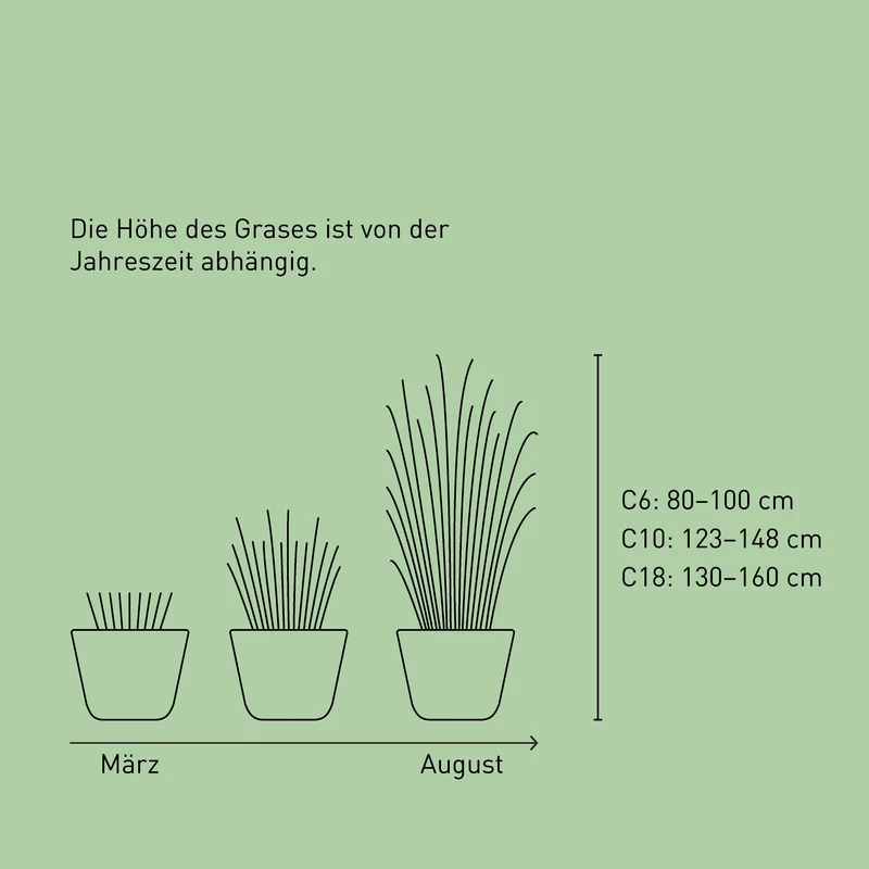 Gartenbambus 'Jumbo'