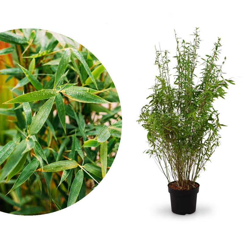 Gartenbambus 'Jumbo'