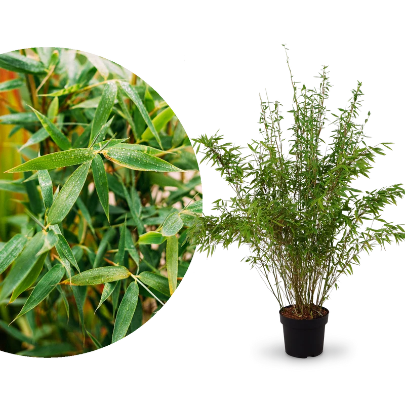 Gartenbambus 'Jumbo'