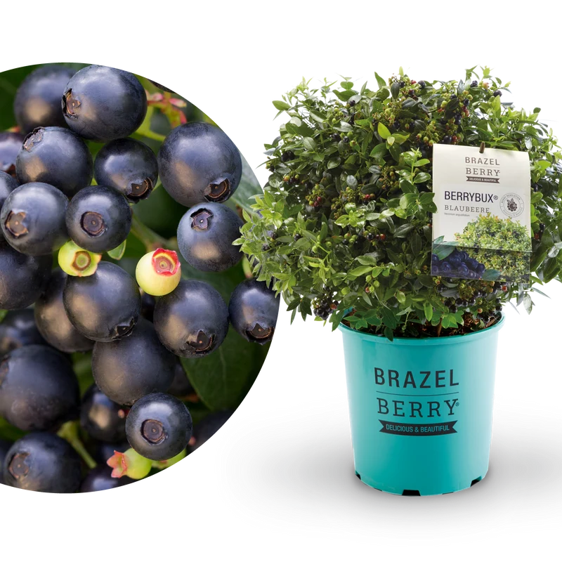 Blaubeere Brazelberry® 'BerryBux'®