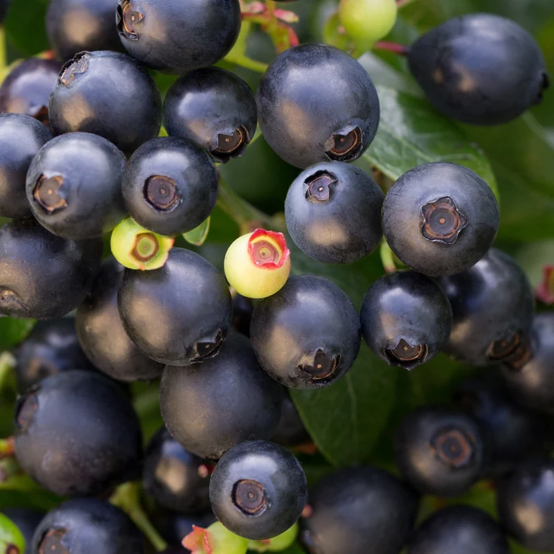 Blaubeere Brazelberry® 'BerryBux'®