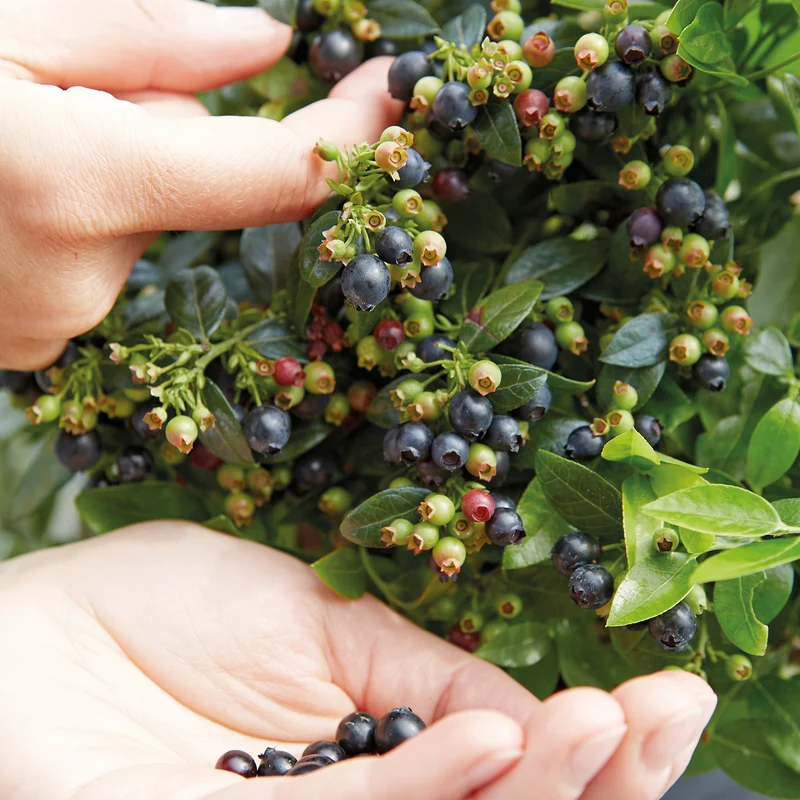 Blaubeere Brazelberry® 'BerryBux'®