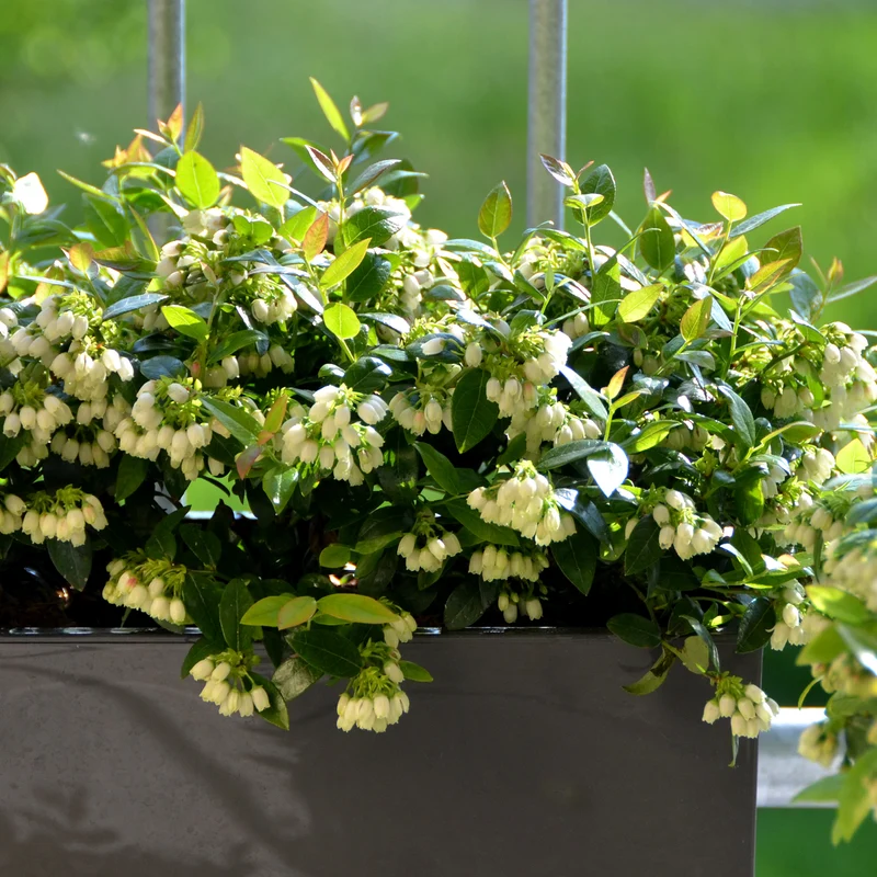 Blaubeere Brazelberry® 'BerryBux'®