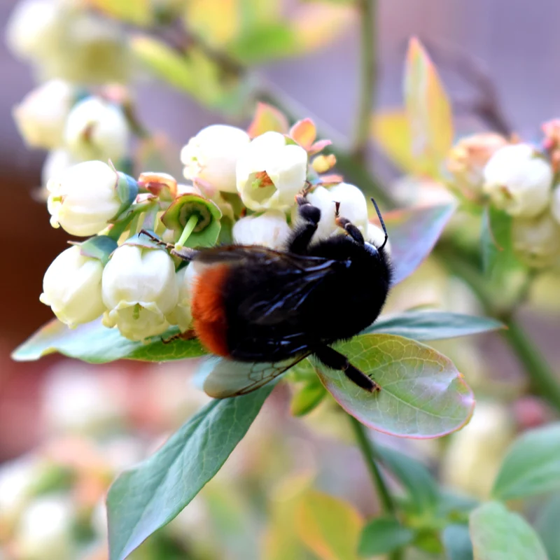 Blaubeere Brazelberry® 'BerryBux'®