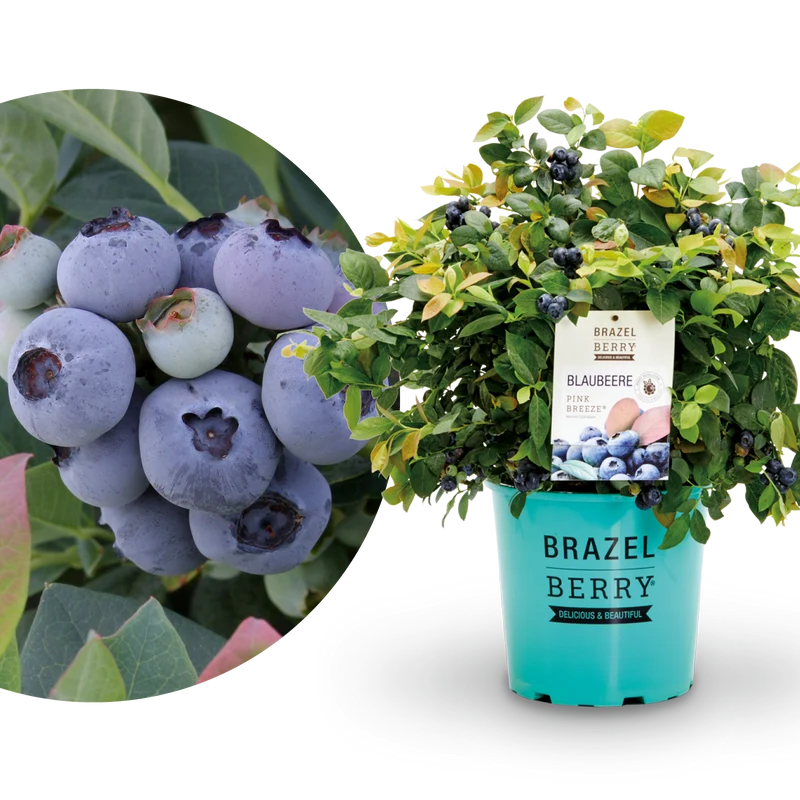Blaubeere Brazelberry® 'Pink Breeze'®