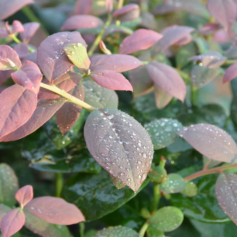 Blaubeere Brazelberry® 'Pink Breeze'®