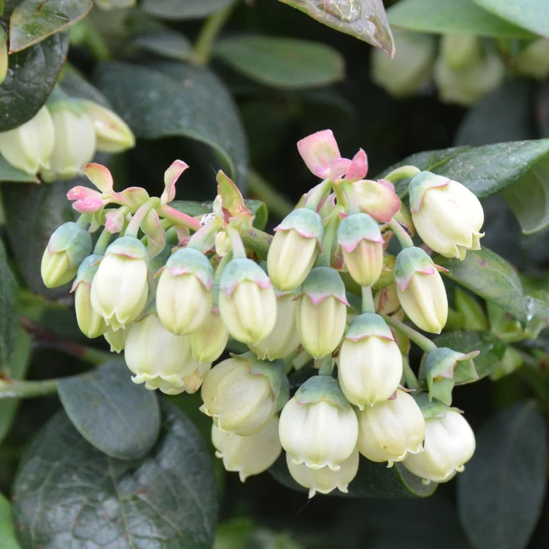 Blaubeere Brazelberry® 'Pink Breeze'®