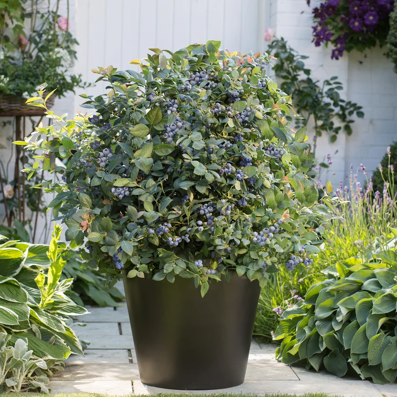 Blaubeere Brazelberry® 'Pink Breeze'®
