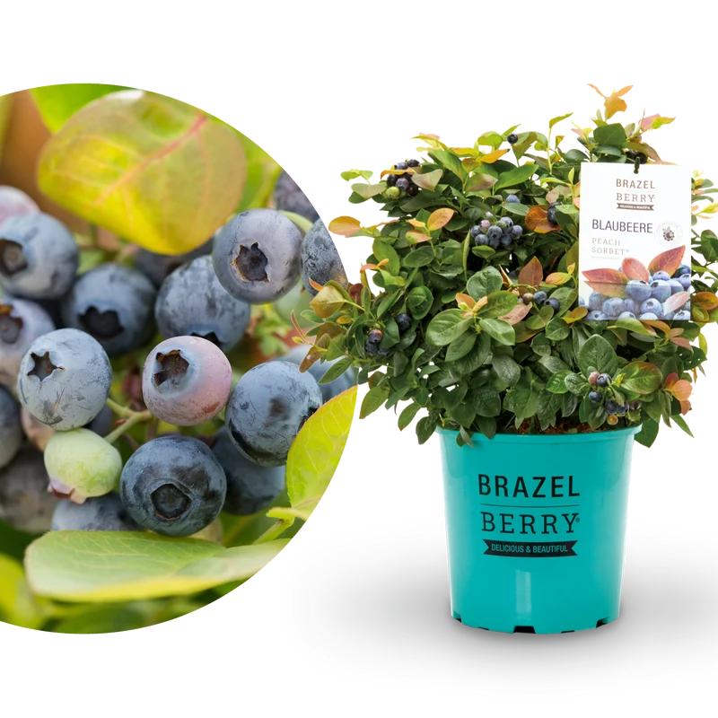 Blaubeere Brazelberry® 'Peach Sorbet'®
