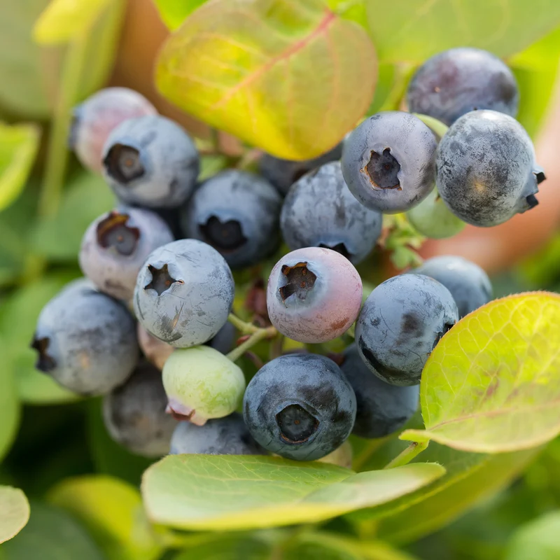 Blaubeere Brazelberry® 'Peach Sorbet'®