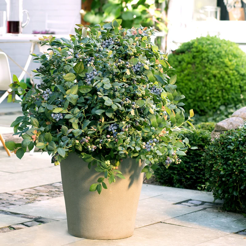Blaubeere Brazelberry® 'Peach Sorbet'®