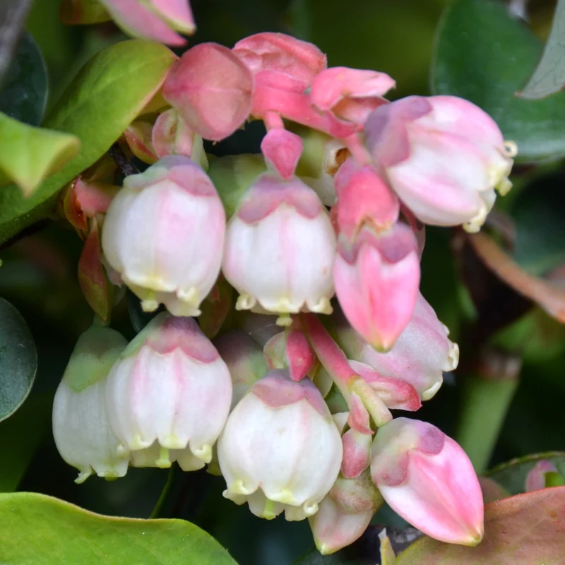 Blaubeere Brazelberry® 'Peach Sorbet'®
