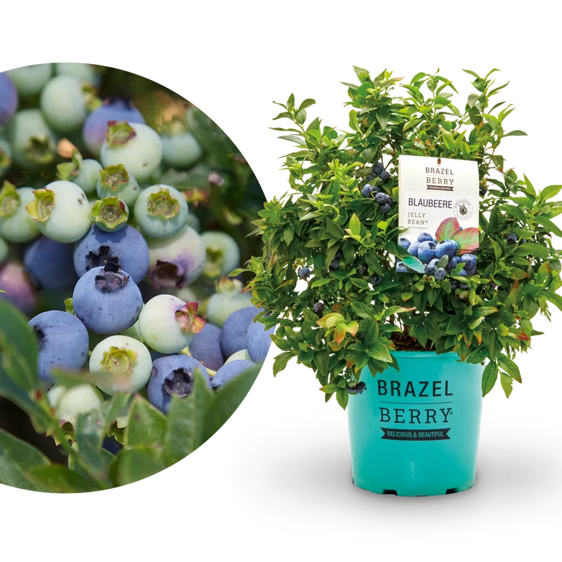 Blaubeere Brazelberry® 'Jelly Bean'®