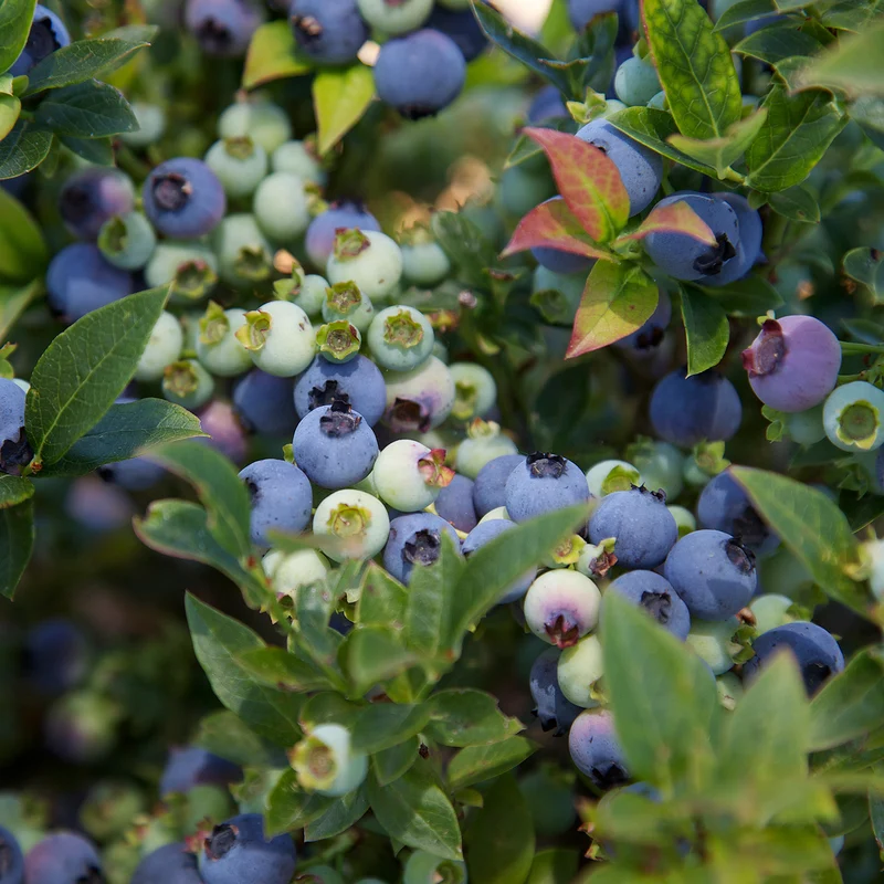 Blaubeere Brazelberry® 'Jelly Bean'®