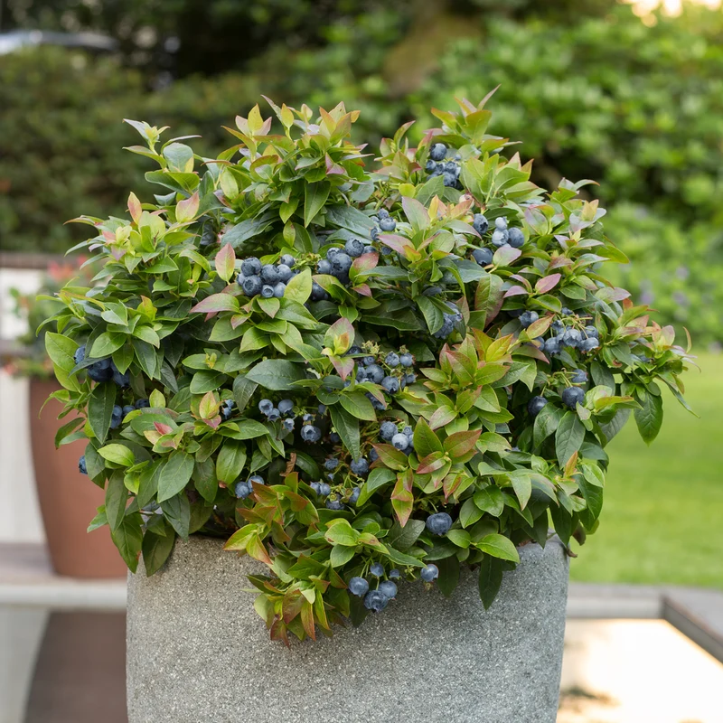 Blaubeere Brazelberry® 'Jelly Bean'®