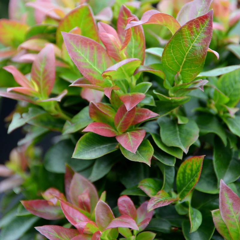 Blaubeere Brazelberry® 'Jelly Bean'®