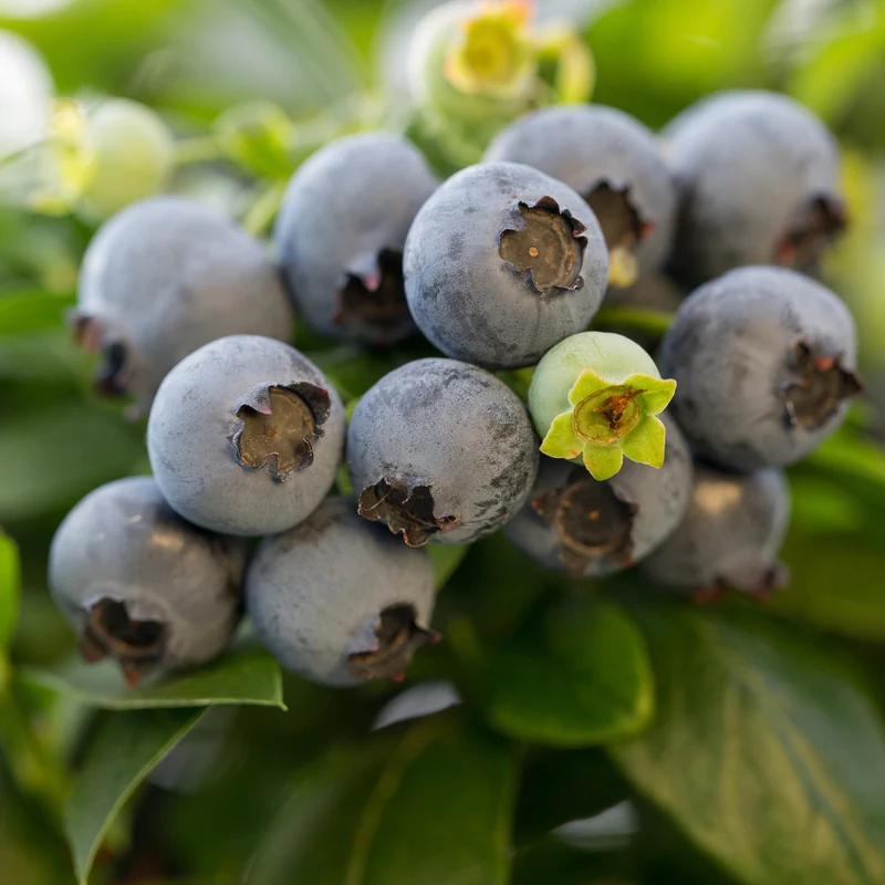 Blaubeere Brazelberry® 'Jelly Bean'®