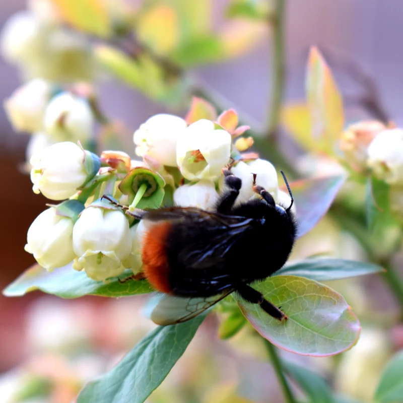 Blaubeere Brazelberry® 'Jelly Bean'®
