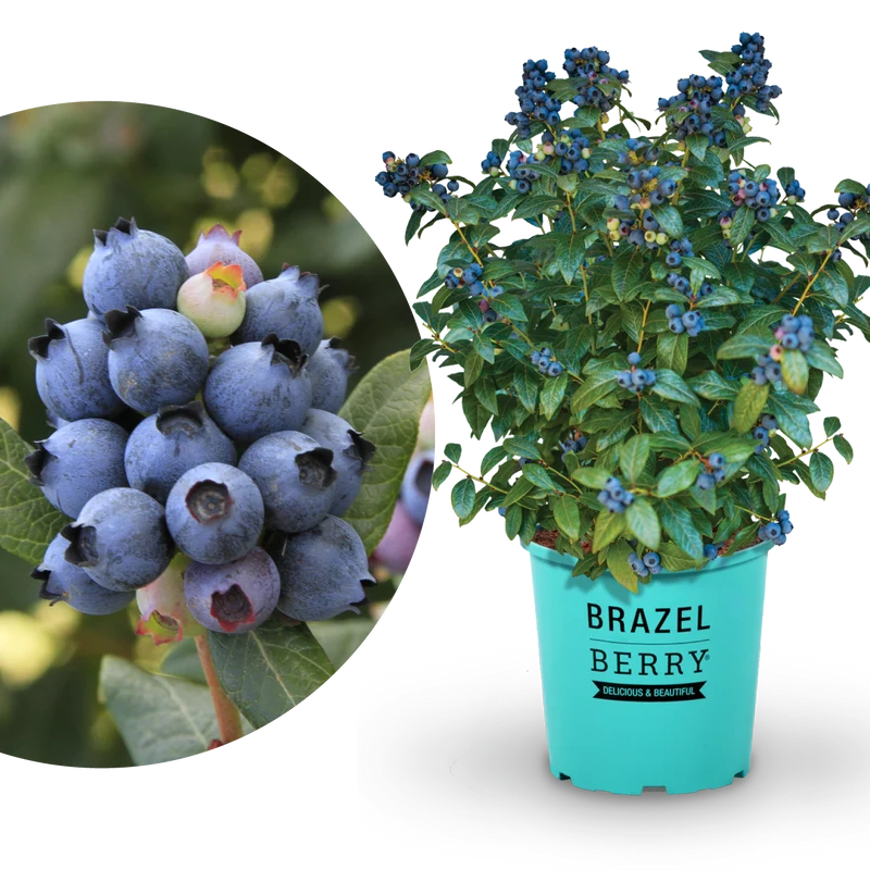 Blaubeere Brazelberry® 'Perpetua'