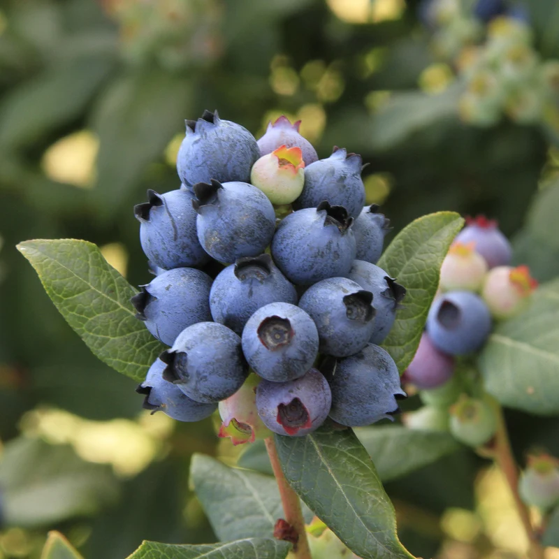 Blaubeere Brazelberry® 'Perpetua'