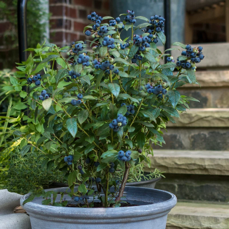 Blaubeere Brazelberry® 'Perpetua'