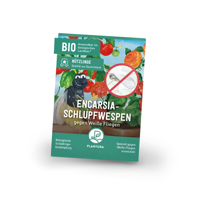 Encarsia-Schlupfwespen gegen Weiße Fliegen
