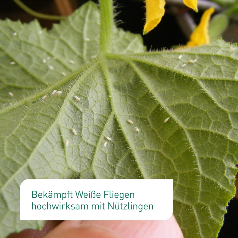 Encarsia-Schlupfwespen gegen Weiße Fliegen