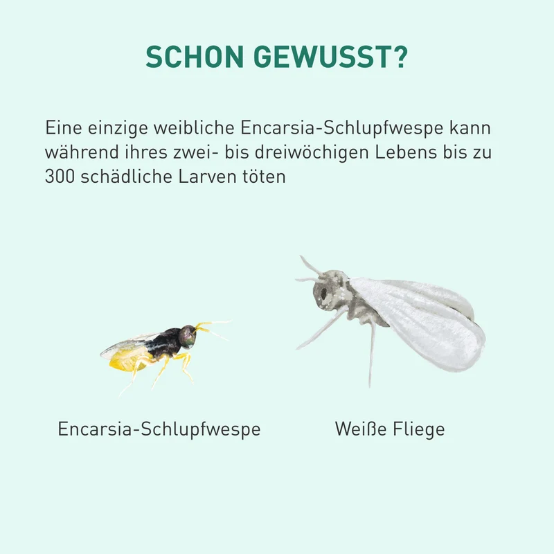 Encarsia-Schlupfwespen gegen Weiße Fliegen