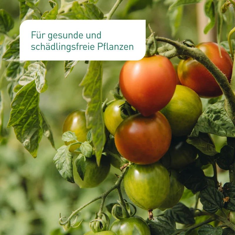 Encarsia-Schlupfwespen gegen Weiße Fliegen