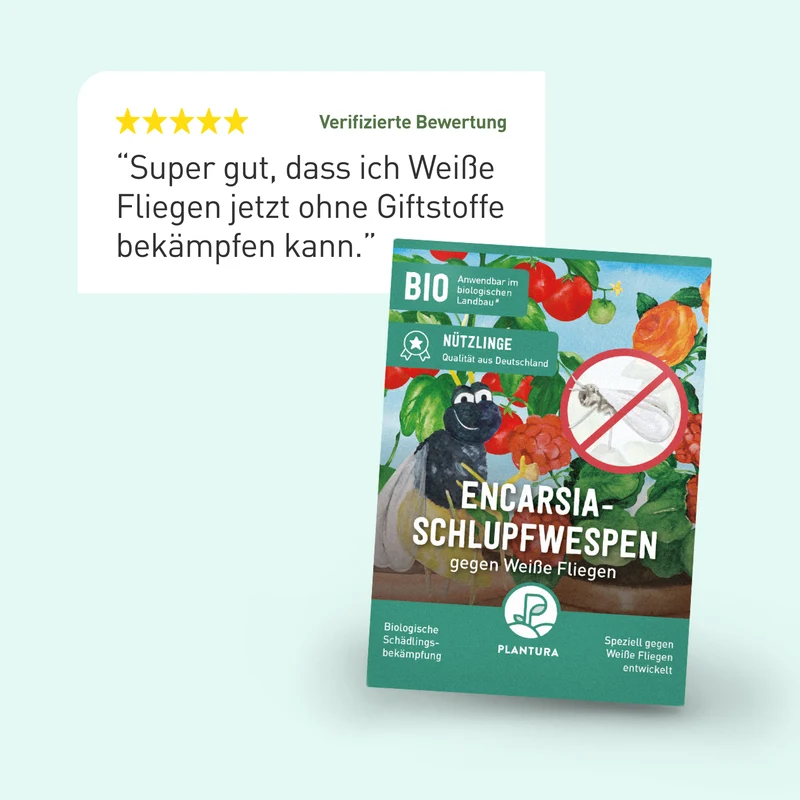 Encarsia-Schlupfwespen gegen Weiße Fliegen