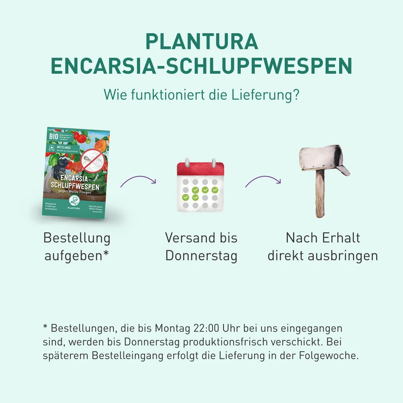 Encarsia-Schlupfwespen gegen Weiße Fliegen