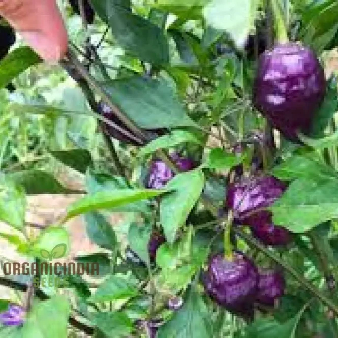 Chilli Pepper - Purple UFO Seeds for Gardening Enthusiasts | Unique Varietal for Spicy Delights